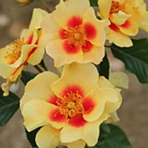 EYE OF THE TIGER (floribunda)